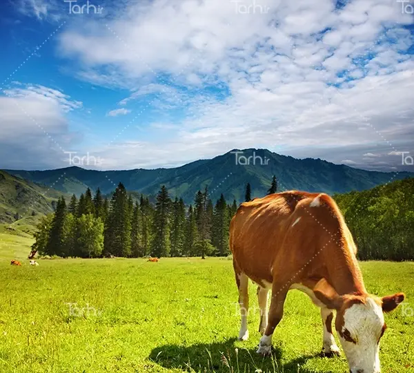 عکس طبیعت با گاو