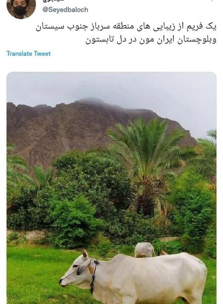 عکس طبیعت با گاو
