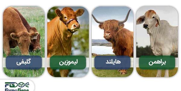 عکس از گاو طلایی