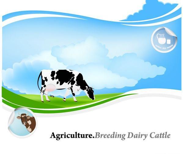 عکس مزرعه گاو شیری