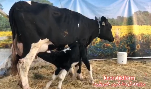 عکس مزرعه گاو شیری