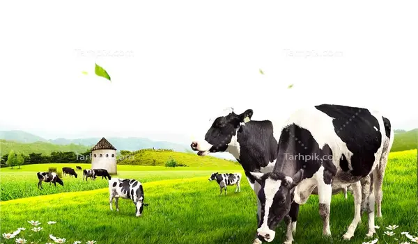 عکس مزرعه گاو شیری