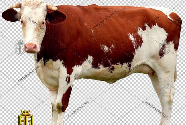 عکس گاو شیرده کارتونی