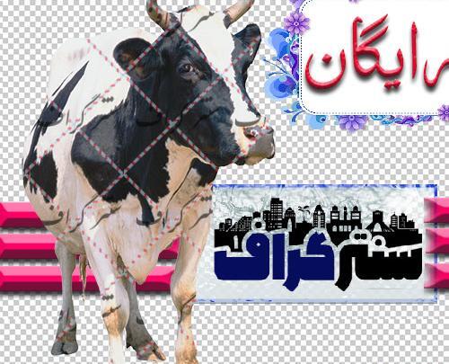 دانلود عکس گاو شیرده