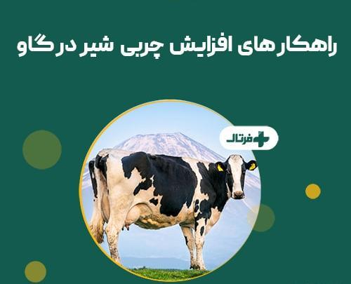 عکس های گاو شیری