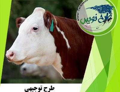 عکس گوساله