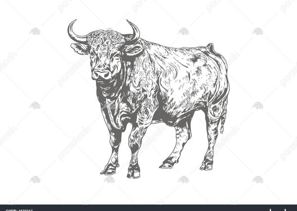 عکس گاو سفید سیاه