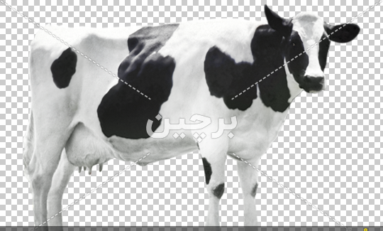 عکس گاو سفید سیاه