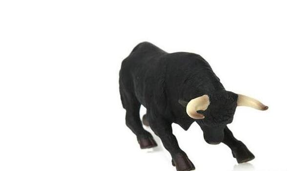 عکس گاو وحشی سیاه