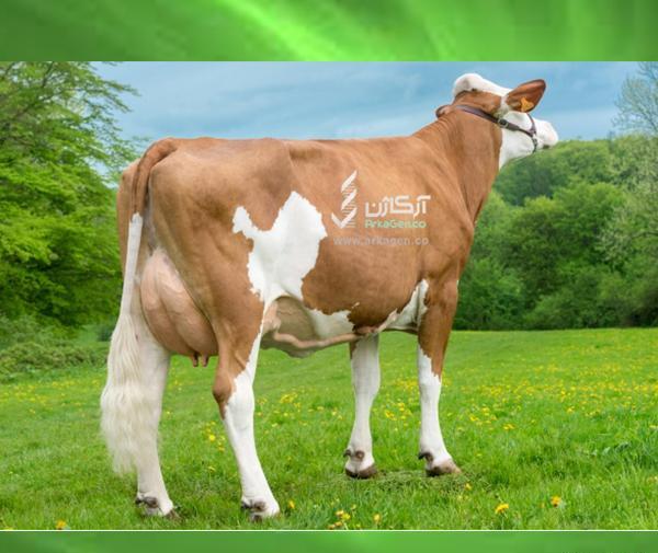 دانلود عکس گاو سمینتال