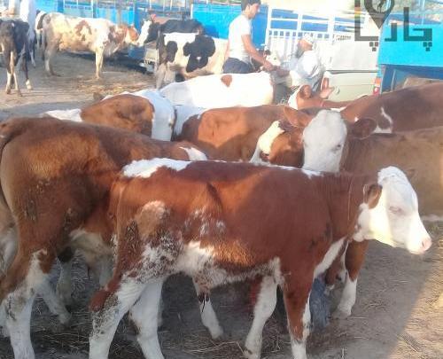 دانلود عکس گاو سمینتال
