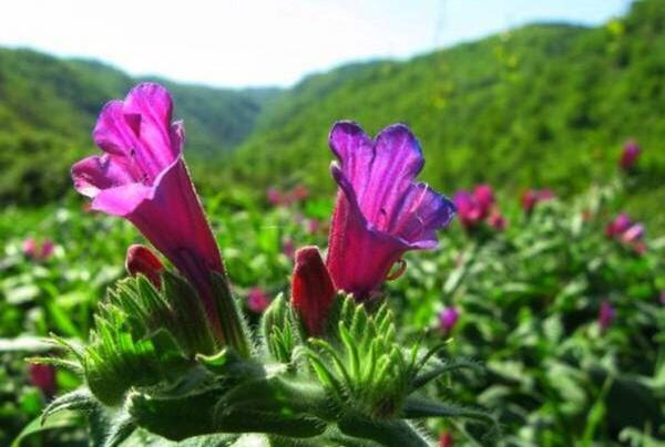 عکس گاوزبان کوهی
