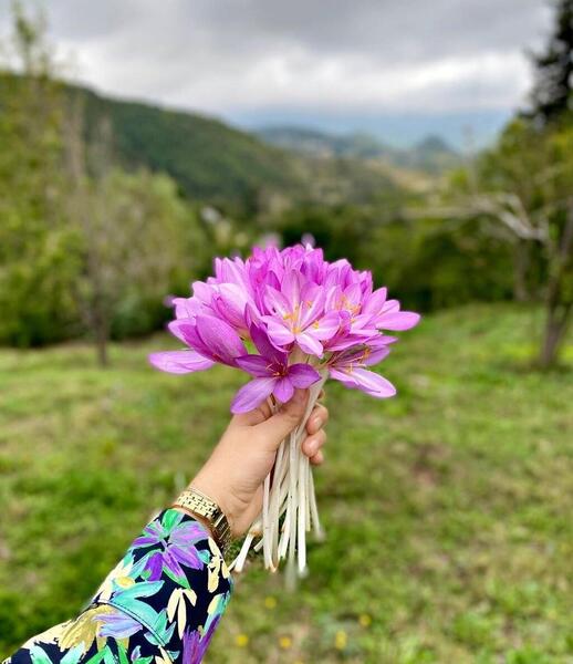 عکس گاوزبان کوهی