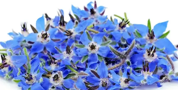عکس گاوزبان کوهی