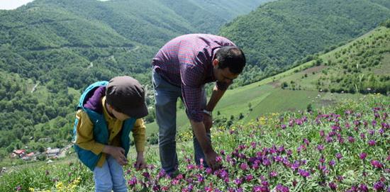 عکس گاوزبان کوهی