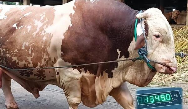 عکس گاو وحشی بزرگ