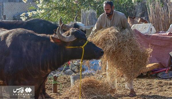 عکس گاومیش اهلی