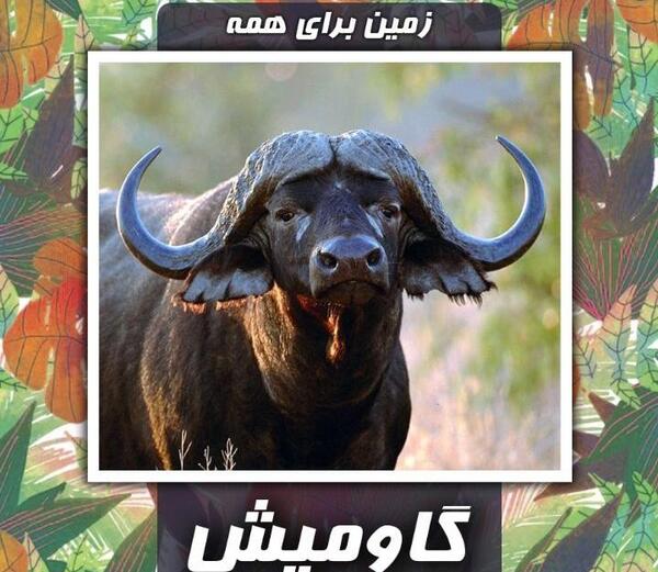 عکس گاومیش اهلی