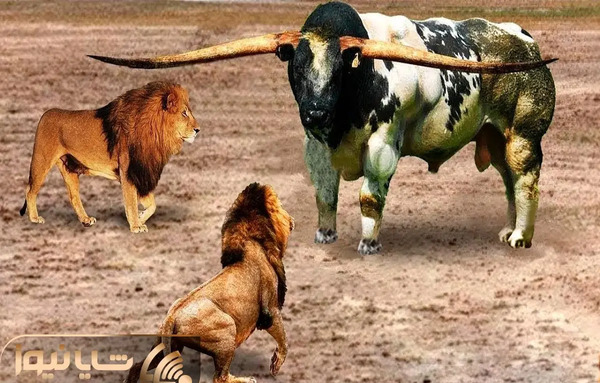 عکس وحشی ترین گاو جهان