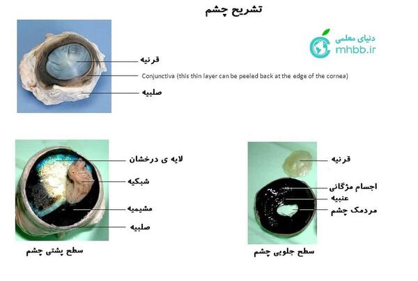 عکس تشریح چشم گاو
