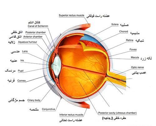 عکس تشریح چشم گاو