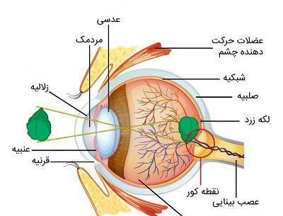 عکس تشریح چشم گاو