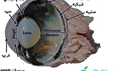 عکس تشریح چشم گاو