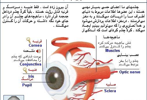 عکس تشریح چشم گاو