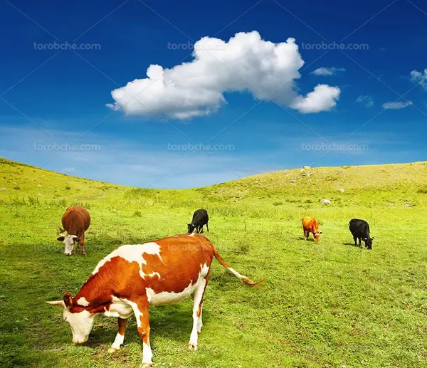 عکس از گاو در مزرعه