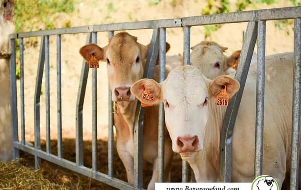 عکس دسته جمعی گاو ها