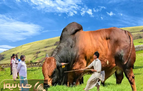 عکس گاو تو مزرعه