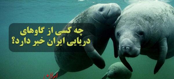 عکس گاو دریایی خلیج فارس