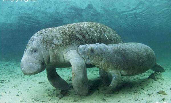 عکس گاو دریایی خلیج فارس
