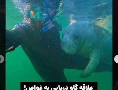 دانلود عکس گاو دریایی