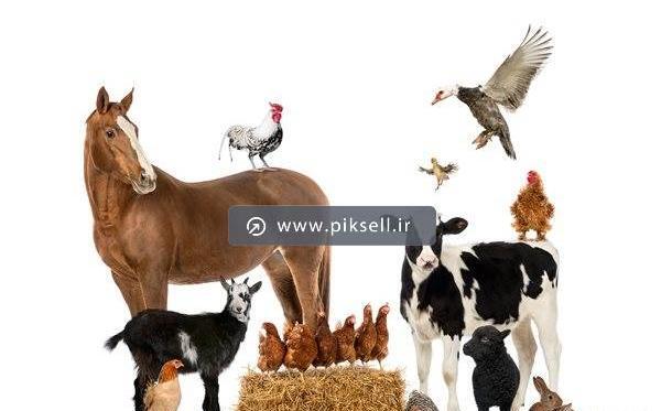 عکس حیوانات گاو