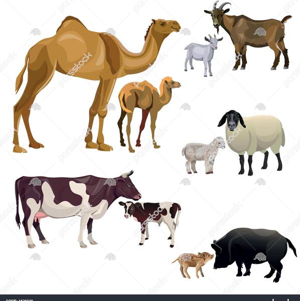عکس حیوانات گاو