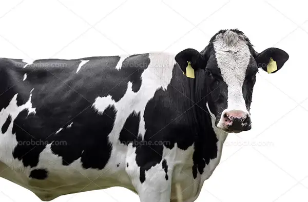 عکس حیوانات گاو