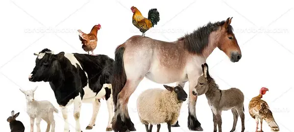 عکس گاو و حیوانات