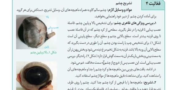 عکس های تشریح چشم گاو
