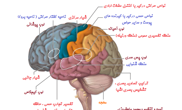 عکس های تشریح چشم گاو