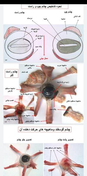 عکس های تشریح چشم گاو