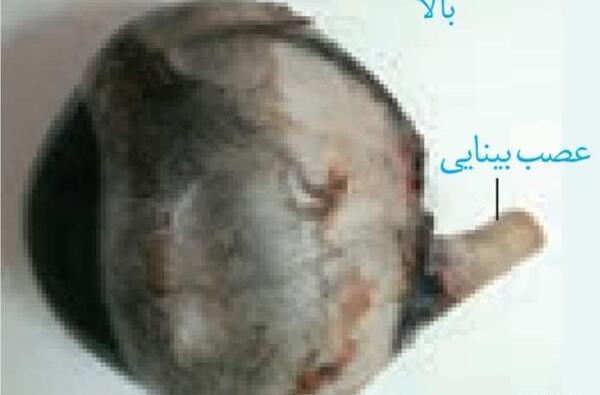 عکس های تشریح چشم گاو