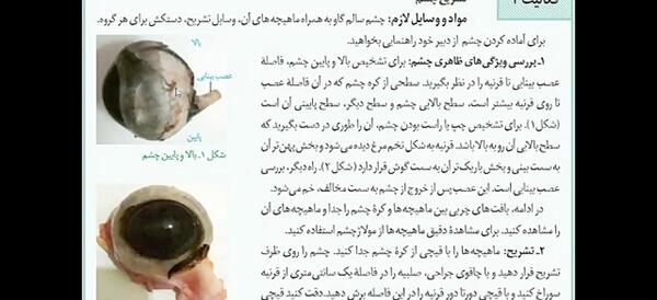 عکس های تشریح چشم گاو