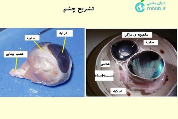عکس های تشریح چشم گاو
