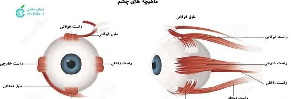 عکس های تشریح چشم گاو