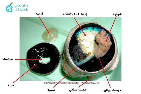 عکس های تشریح چشم گاو