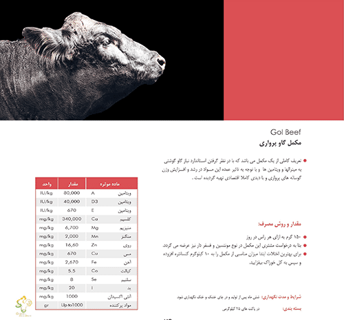 عکس گاو چاقالو