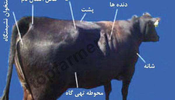 عکس گاو چاقالو