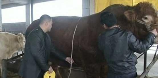 عکس چاق ترین گاو دنیا