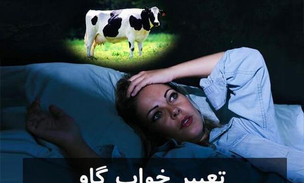 عکس چاق ترین گاو